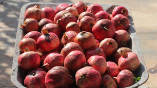 Fall Garden and Prep for Winter