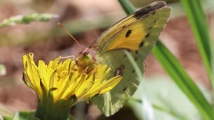 And we have lift off...