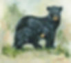 928 Black Bear and Cub