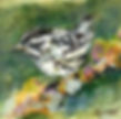 2170 Black & White Warbler