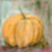 1092 Small Pumpkin _6x6