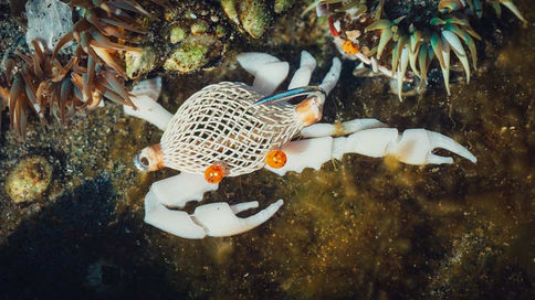 Crab Fly in Rocks