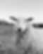 A7F4BF7B-DB06-44C4-A78D-16DCF3528BC3.heic