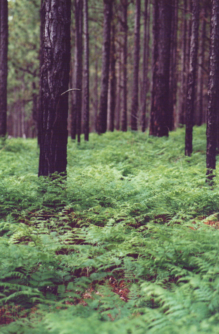 Protecting National Forest Lands in Texas