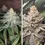 Thumbnail: Orange Bud 2.0