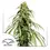 Thumbnail: Ice Cream Haze