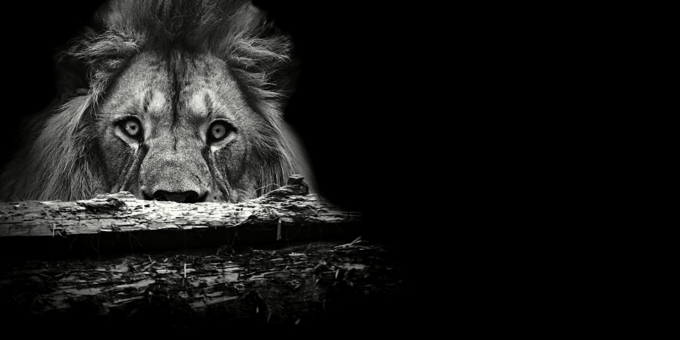 Lion 2.png