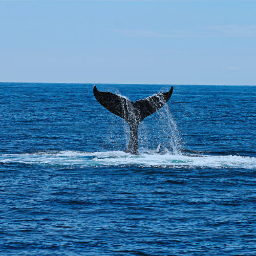 Queue Baleine.png