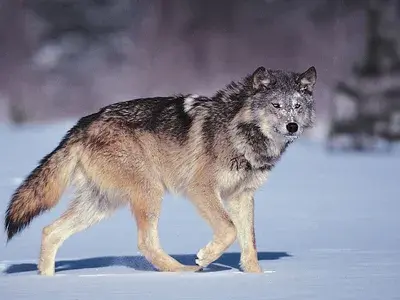 Gray-wolf.webp