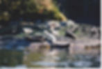 Harbor Seals