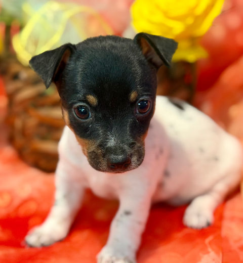 Teddy Roosevelt terrier puppy