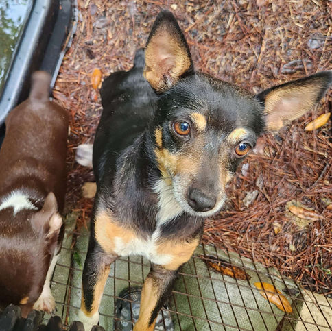 Black tri tuxedo Teddy Roosevelt terrier