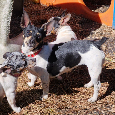 Black tri piebald Teddy Roosevelt terrier