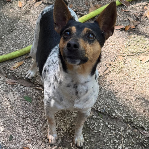 black tri rat terrier