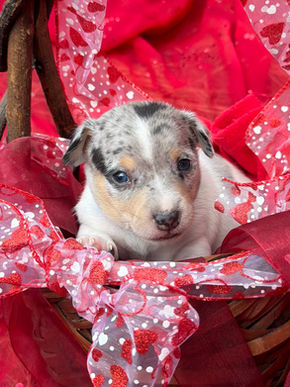 Teddy Roosevelt terrier puppy