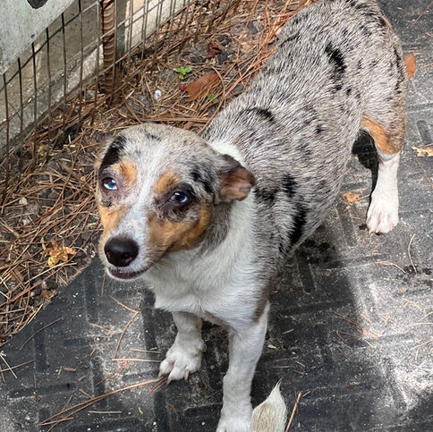 Black merle tuxedo Teddy Roosevelt terrier