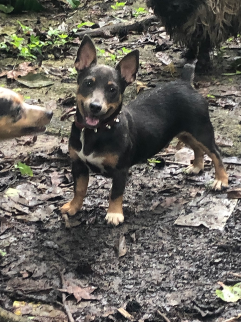 Blue tri tuxedo
Teddy roosevelt terrier