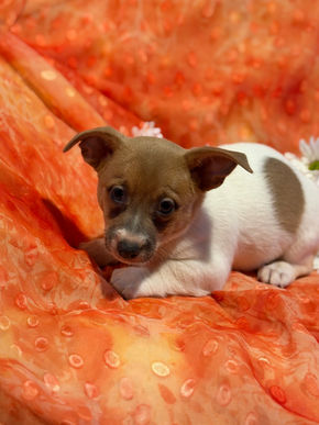 Teddy Roosevelt terrier puppy