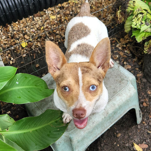 Chocolate merle piebald Teddy Roosevelt terrier