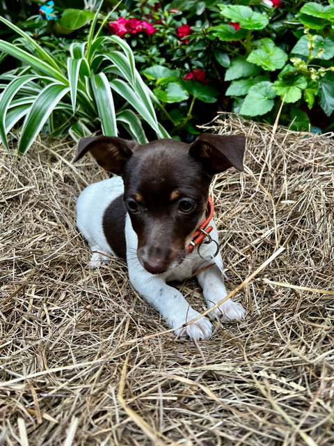 Teddy Roosevelt terrier puppy