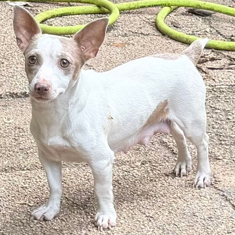 Pearl merle piebald Teddy Roosevelt terrier