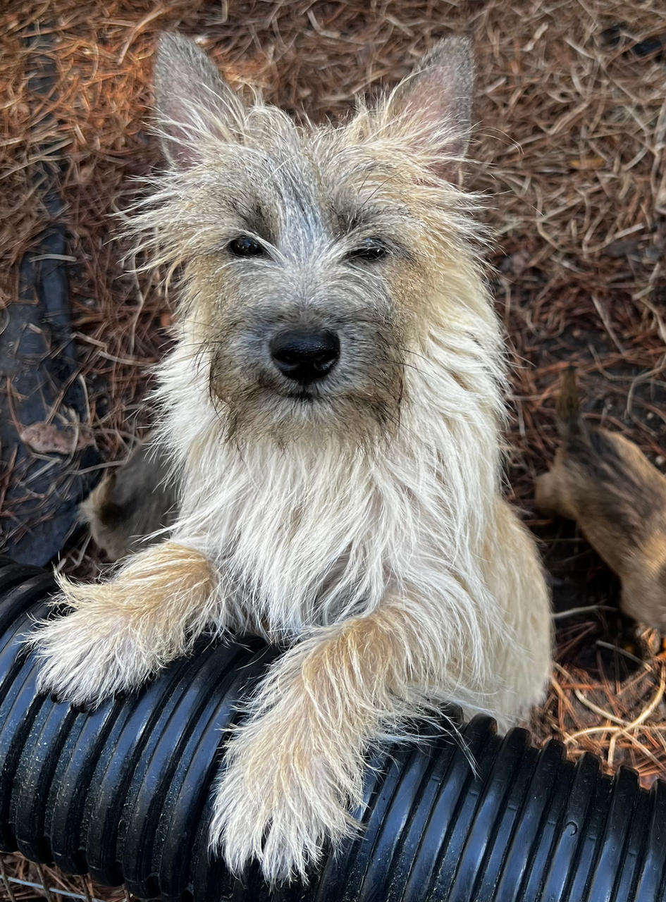 cairn terrier