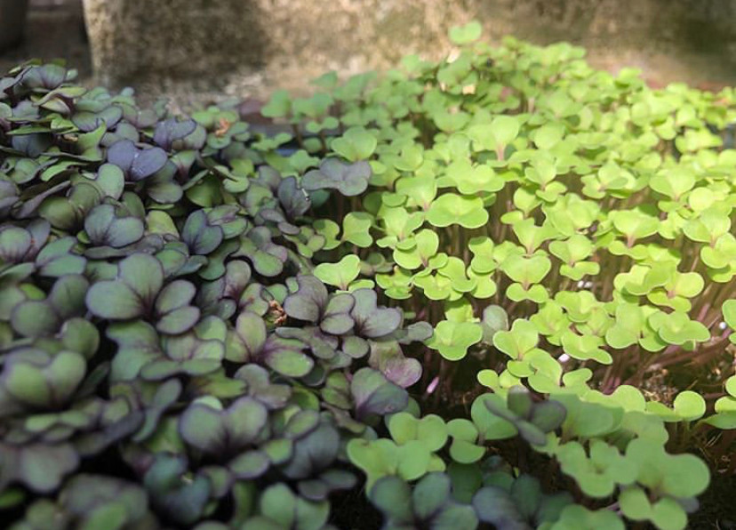Micro-Red cabbage grown at home by our own Head of Growing