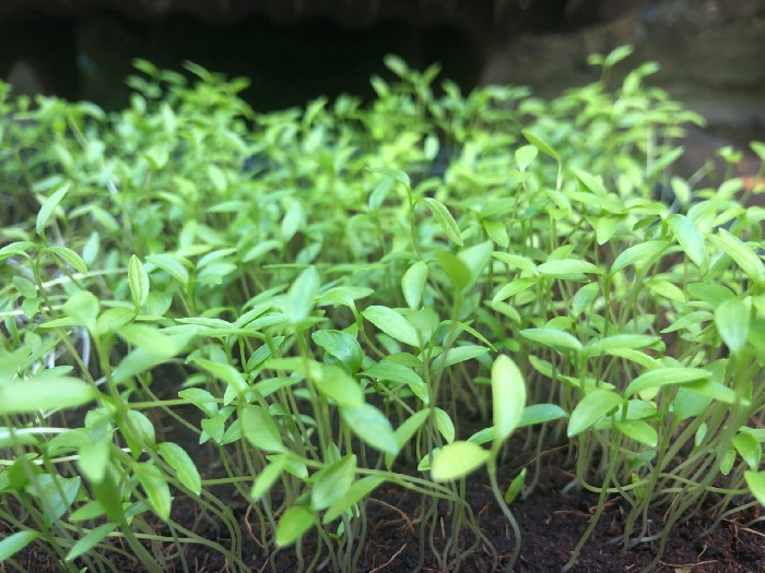Parsley growing in soil Sprouting parsley leaves grown by our own Head of Growing during lockdown