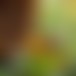 Como Melhorar a Produção de Mel em Tocantins