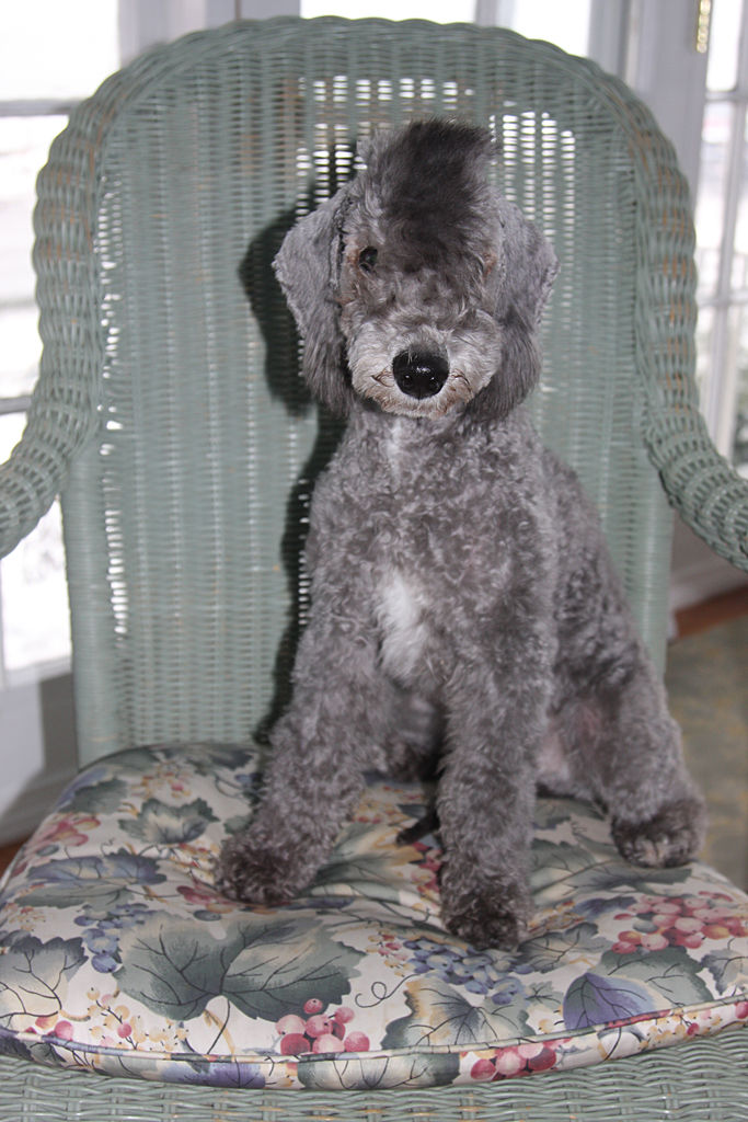 Nigel