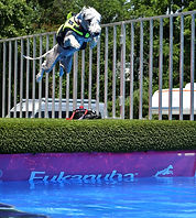 Bedlington Terrier Dock Diving
