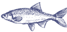 Illustration eines dunkelblauen Fisches