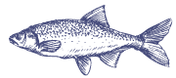 décor poisson