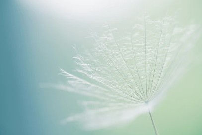 Soft close-up of a delicate dandelion seed against a calm, blurred background, symbolizing lightness, healing, and emotional release