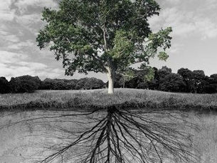 Tree above ground with visible roots mirrored below, symbolizing how early experiences shape present thoughts, emotions, and behavior.