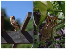 BeFunky-collage 097.jpg