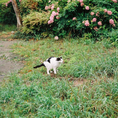 《映画 "ポラロイド"試写会レビュー》あなたのポラは呪われてない?大丈夫?