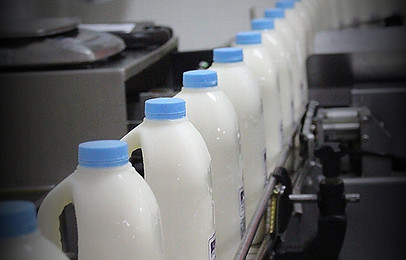 a2 Milk on processing line