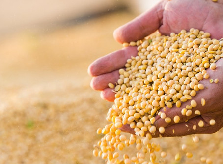 Conab aponta aumento de 8% da produção brasileira de grãos, chegando a 278 milhões de toneladas