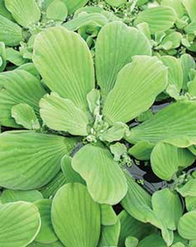 waterlettuce.jpg