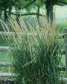 shoreline-grasses.jpg