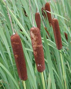 cattail.jpg
