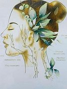 Art by Enorasis facial lymph nodes.JPG