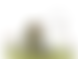 Feathered Friends: Attracting Birds to Your Garden Paradise