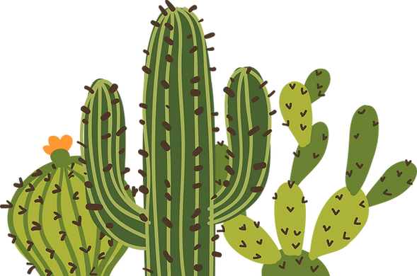 Catus