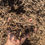 Thumbnail: Premium Pine Mulch