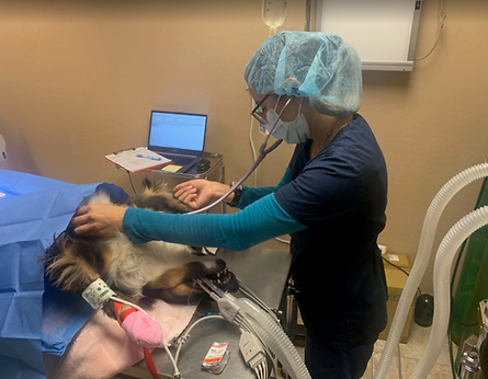 Dog in Vet in Phoenix