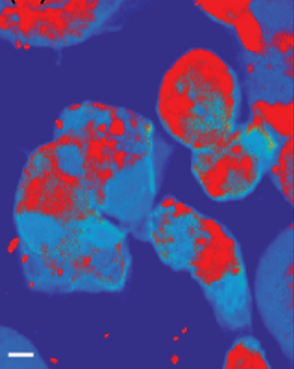 Image4.tif