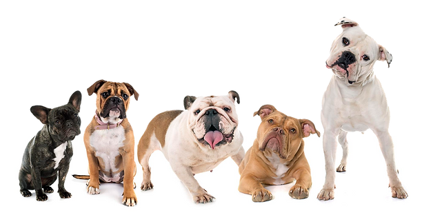 dogs-2_edited.png