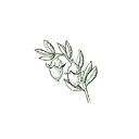 Flower Branch_edited.jpg